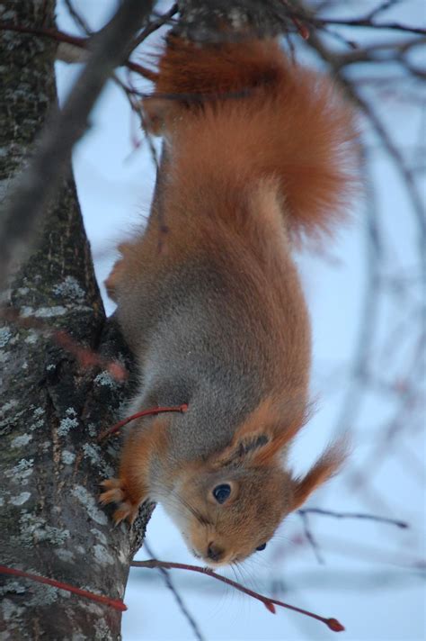 Cute creature | Eurasian red squirrel in its winter coat, in… | Flickr