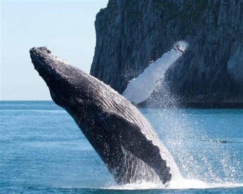 Alaska Whale Watching in Kenai Fjords - Major Marine Tours