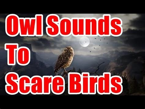 Owl Sounds To Scare Birds - YouTube