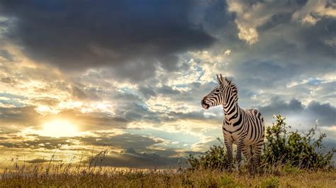 Download Animal Zebra 4k Ultra HD Wallpaper