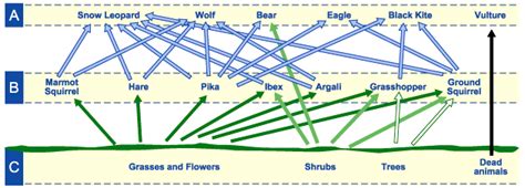 Endangered Species: Snow Leopard: Nutrition, Hunting, and Food Chain