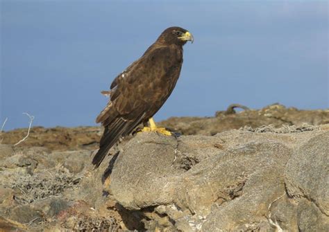 15 Fun Facts About The Wildlife In Guadalupe Mountains National Park!