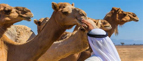 Al Dhafra Festival 2022: Dates, Location, Events & More - MyBayut