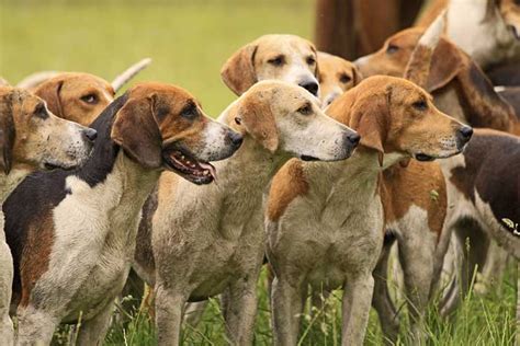 30 Best Hunting Dogs & Gun Dog Breeds for All Types of Game & Hunts