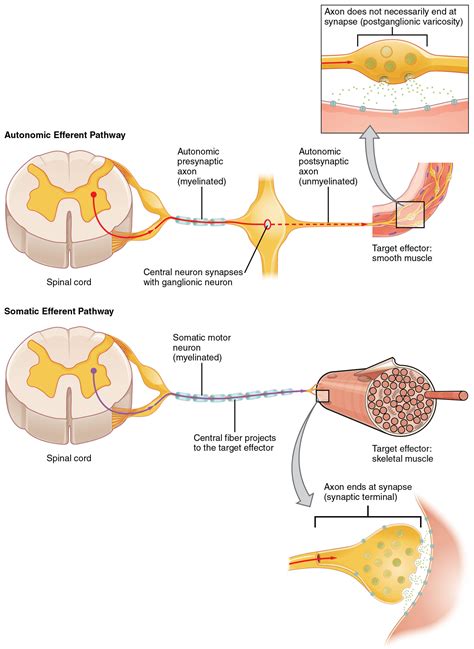 Autonomic Nervous System: Anatomy | Concise Medical Knowledge