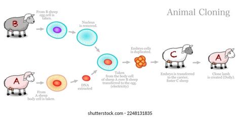 Reproductive Cloning