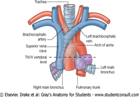 innominate vein and artery - Google Search | Arteries anatomy, Anatomy, Anatomy of the knee