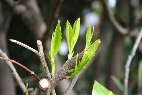 Pruning cherry laurel: when & how - Plantura