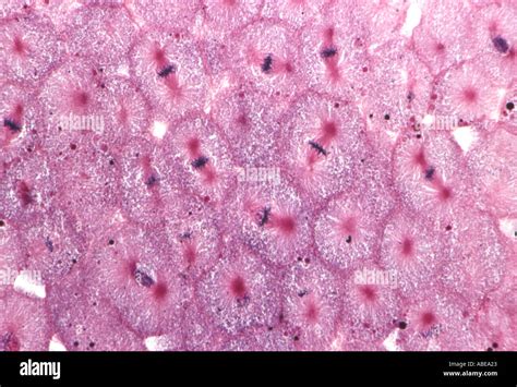 Whitefish Mitosis Cell Cycle