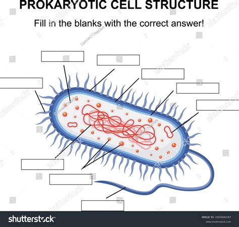 Prokaryotic Cells Labeled