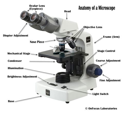 Light Microscopes: used to enumerate the number of cells under study, simple staining procedures ...