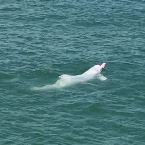 Indo-Pacific Humpback Dolphin - Facts, Diet, Habitat & Pictures on ...