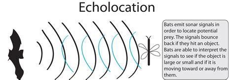 Echolocation allows dolphins, bats to navigate without sight - The Tartan