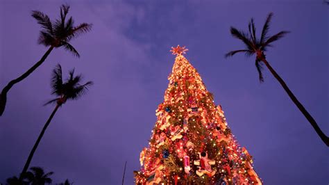 Christmas In Honolulu, Oahu, Hawaii - Free Nature Pictures