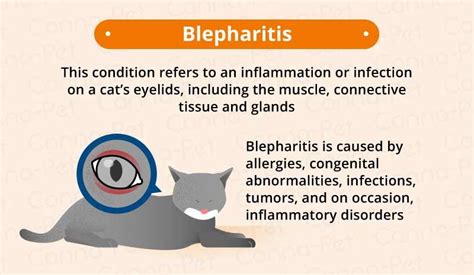 conjunctivitis in cats symptoms - Celestine Ledesma