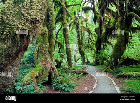 Hoh Rainforest - Olympic National Park, near Forks, Washington, USA ...