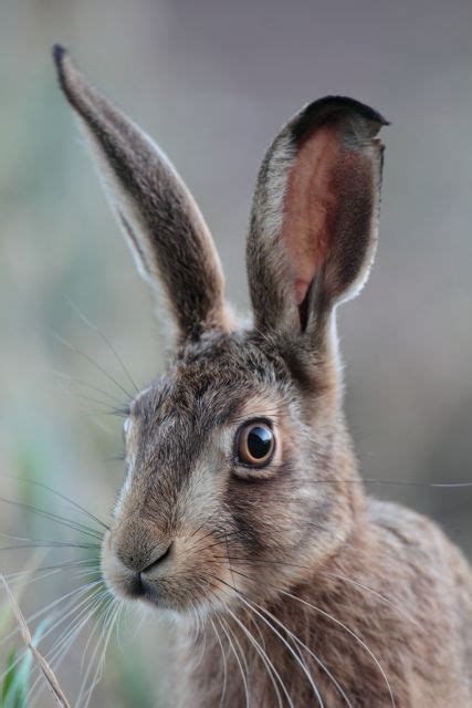 Hare #rabbit | Animals, Cute animals, Animals beautiful