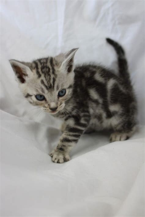 RESERVED - Rare Silver Marble Tica Bengal Kitten Boy For Sale | in Gunnislake, Cornwall | Gumtree