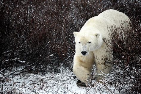 Canada Wildlife – Ramdas Iyer Photography