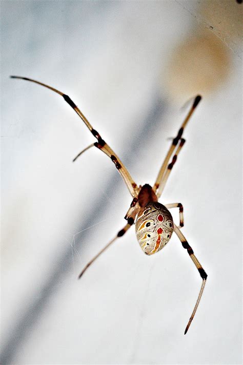 Brown Widow Spider | Center for Invasive Species Research