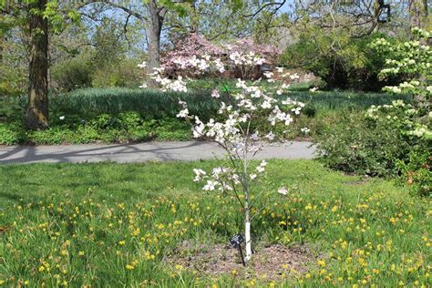 How to Grow and Care for Flowering Dogwood Trees