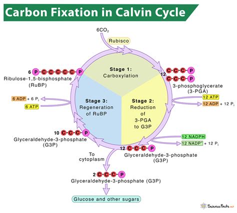 Carbon Fixation Diagram