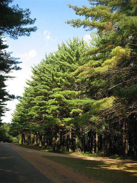 Michigan State Tree - Eastern White Pine | The Mitten | Pinterest