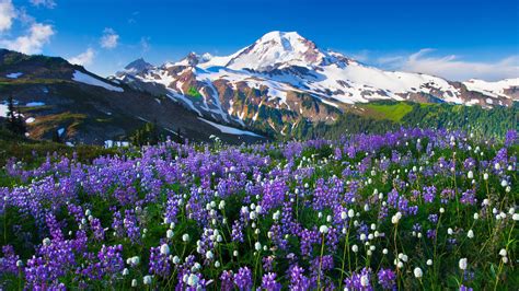 Flower Meadow And Mountains Wallpapers - Wallpaper Cave