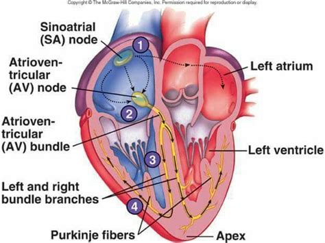 The Sinus Node | Cardiovascular system, Physiology, Bundle branch block