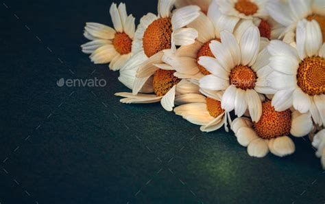 Daisy Flower Bouquet Stock Photo by Anna_Om | PhotoDune