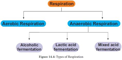 Respiration in Animals | Science - Quizizz