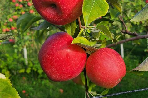 Ready for Apple Picking? No. 1 Best Orchard in the US is in Maine