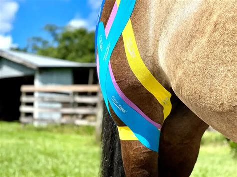 Understanding and Managing Horse Stifle Injuries: Causes, Symptoms, Treatment, and Prevention ...
