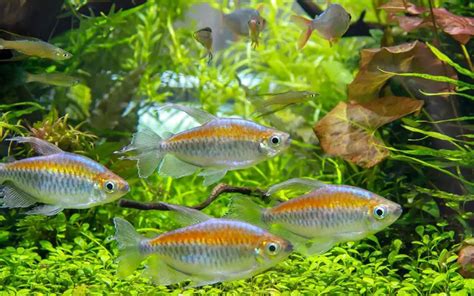 The Basics of Congo Tetra Breeding: A Step-by-Step Guide