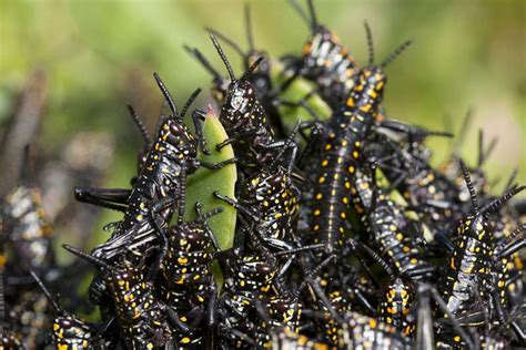 Image Gallery: Striking Photos of Locust Swarms | Live Science