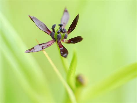Iphigenia indica (L.) A.Gray ex Kunth | if-uh-juh-NY-uh -- I… | Flickr