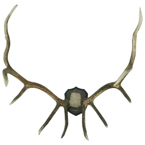 Taxidermy, Wapiti Antlers at 1stDibs