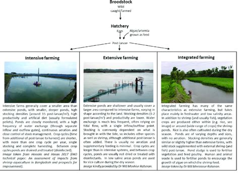 Shrimp farming. Typical shrimp farming process, showing characteristics... | Download Scientific ...