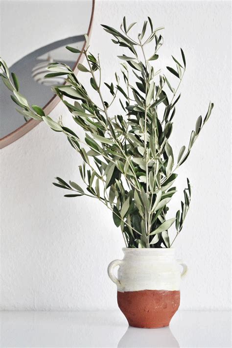 Decorating with olive branches Interior Plants, House Interior Decor, Interior Design, Tree ...