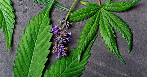 Terpene Profile: Linalool, An All-Natural Stress Reducer