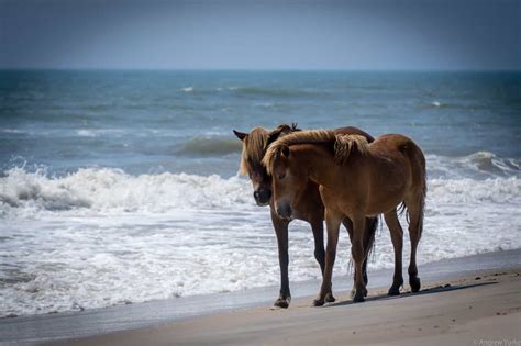 Assateague Island Tours - OceanCity.com