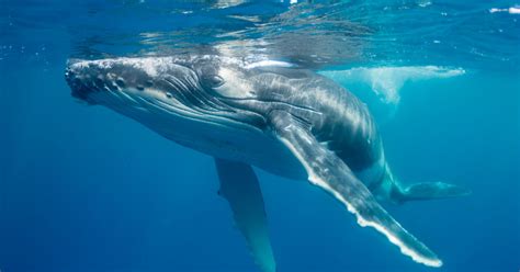 NOAA Removes Most Humpback Whales From Endangered Species List | HuffPost