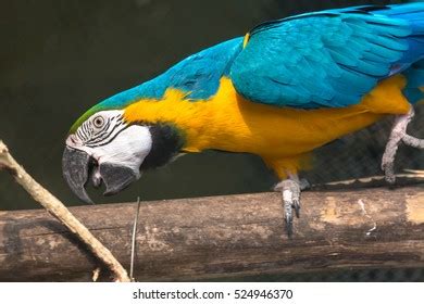 88 Trinidad bird sanctuary Images, Stock Photos & Vectors | Shutterstock