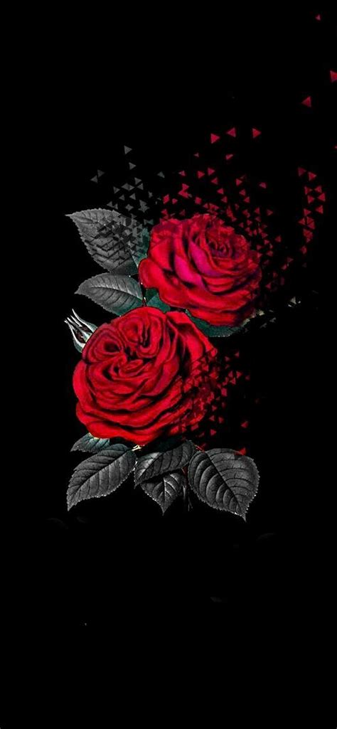 Rose Wallpaper For Iphone