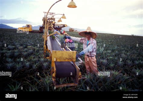 Pineapple workers and harvesting machine in the Dole pineapple fields in Wahiawa, Island of Oahu ...