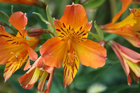 The Complete Guide to Growing 8 Elegant Alstroemeria Lilies - Garden and Happy