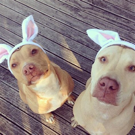 Play BOYE bunny wiT play GIRL do this ting : r/pitbulls_in_partyhats