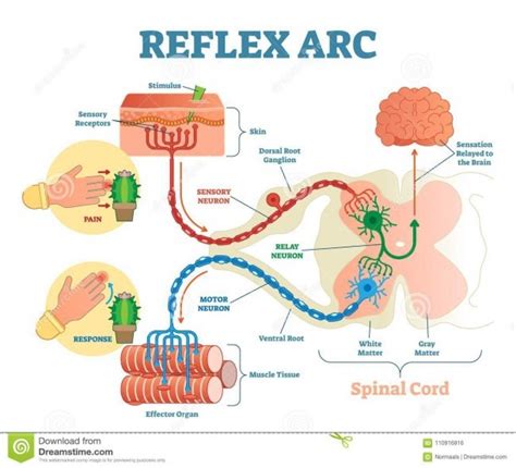 Reflex Arc Diagram