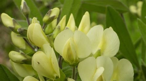 15 Beautiful Varieties of Baptisia for Your Garden