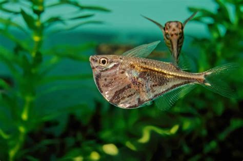 Hatchetfish: A Care Guide and Species Profile